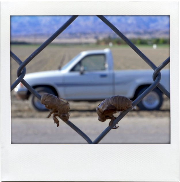 Cicada polaroid